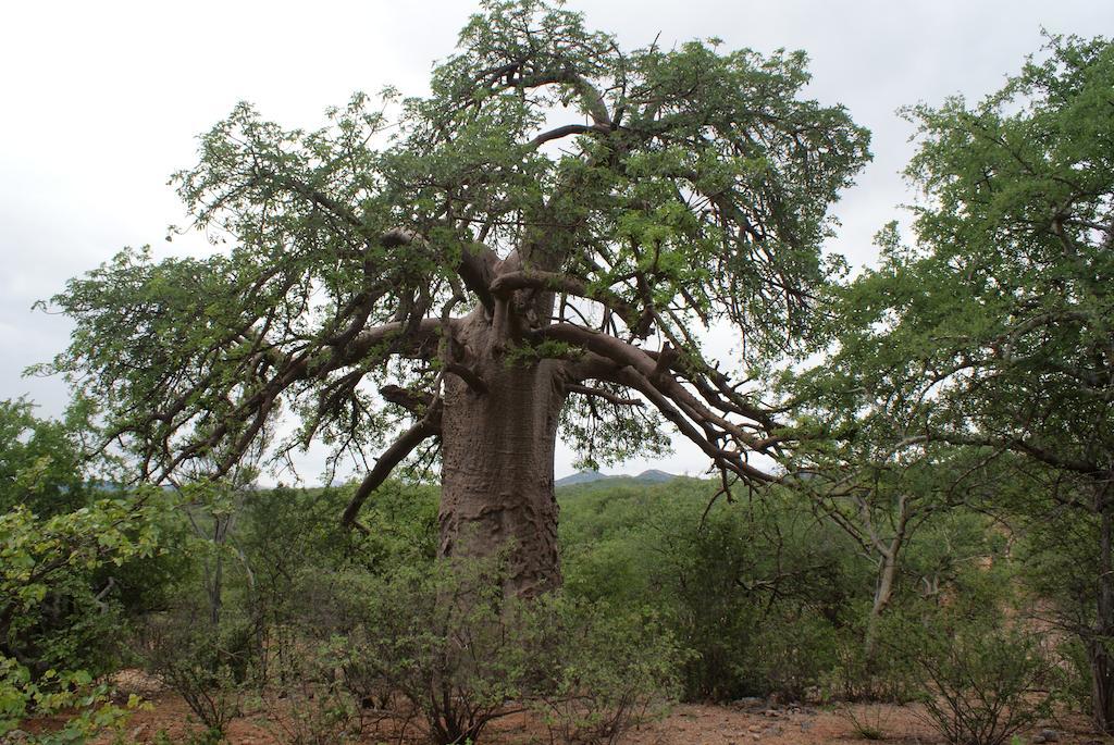 מוסינה Adansonia Eco Lodge מראה חיצוני תמונה