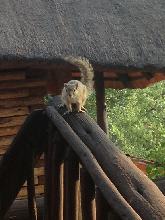 מוסינה Adansonia Eco Lodge מראה חיצוני תמונה