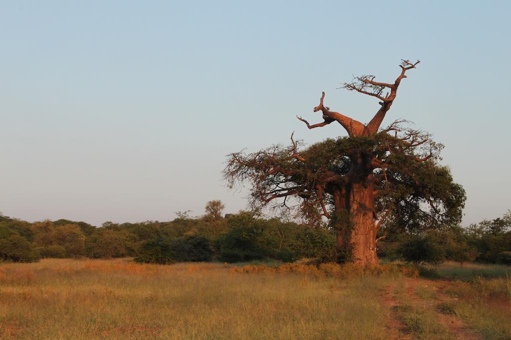 מוסינה Adansonia Eco Lodge מראה חיצוני תמונה