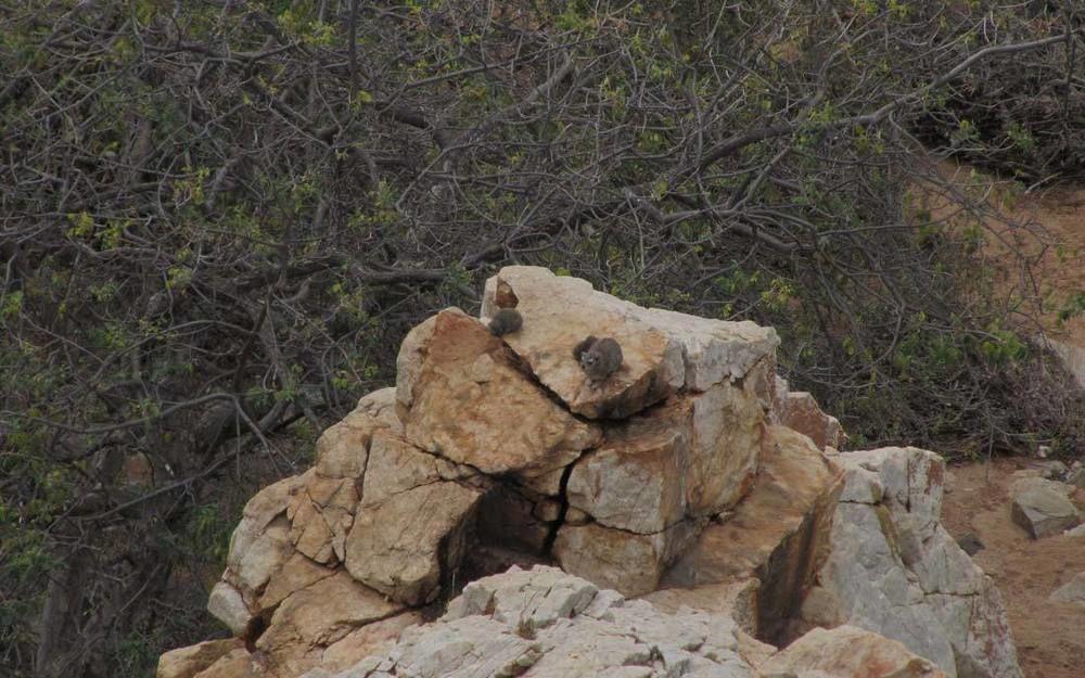 מוסינה Adansonia Eco Lodge מראה חיצוני תמונה