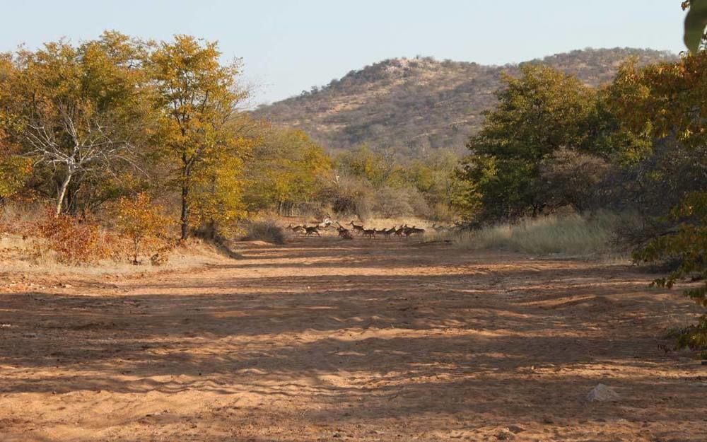 מוסינה Adansonia Eco Lodge מראה חיצוני תמונה