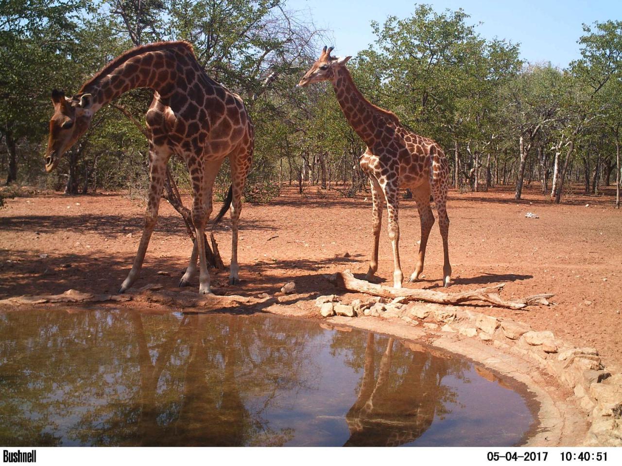מוסינה Adansonia Eco Lodge מראה חיצוני תמונה