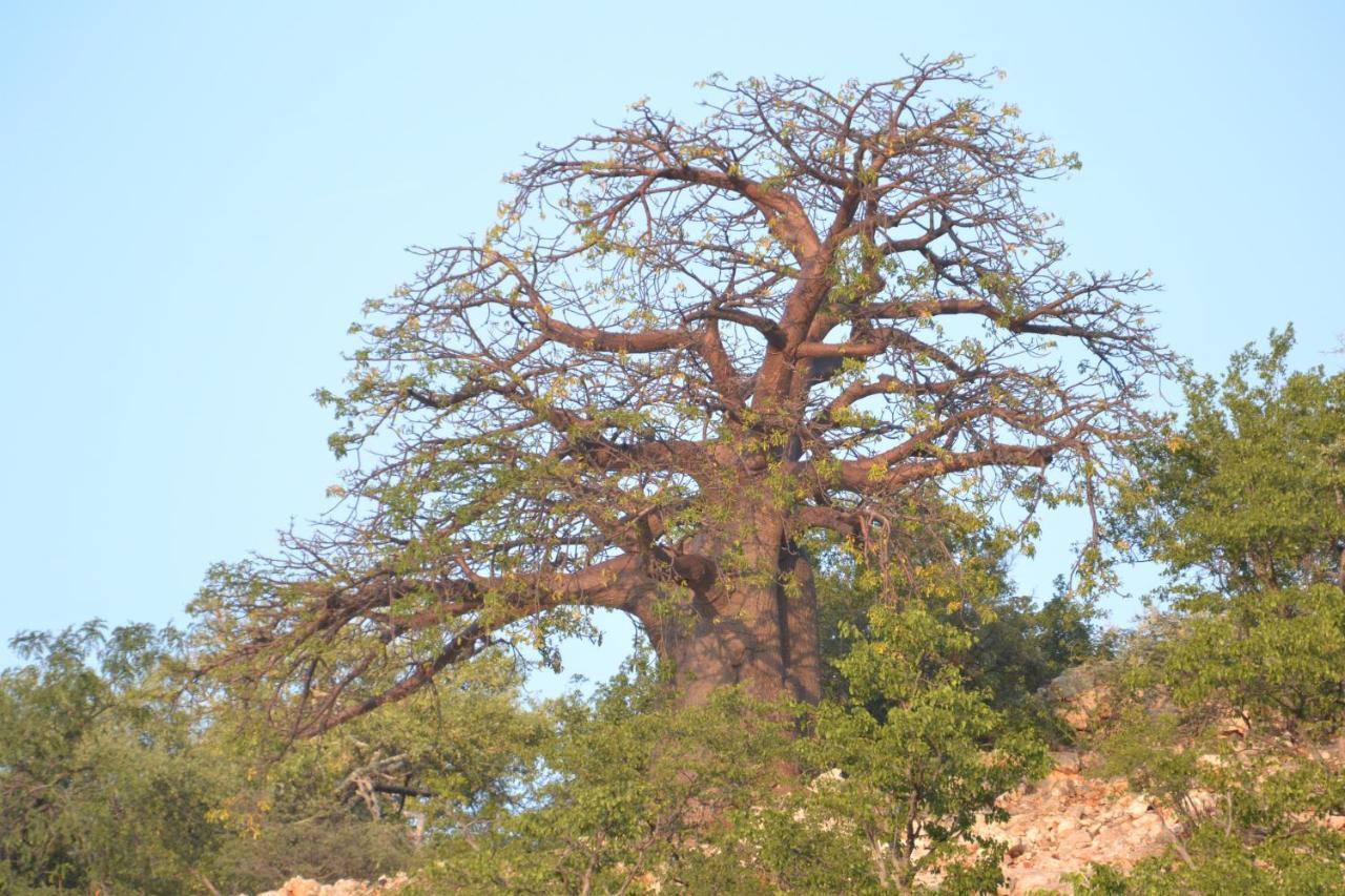 מוסינה Adansonia Eco Lodge מראה חיצוני תמונה
