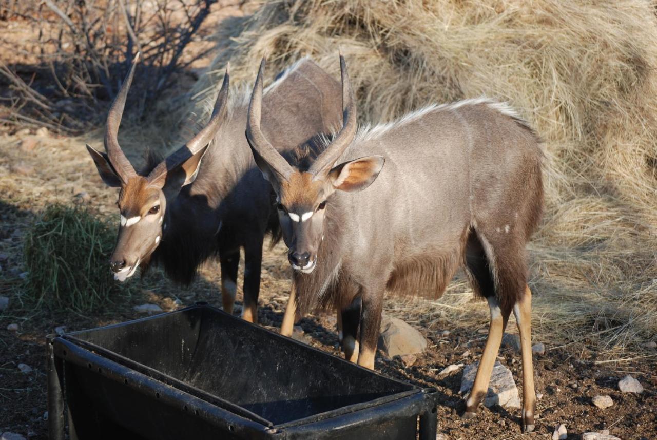 מוסינה Adansonia Eco Lodge מראה חיצוני תמונה